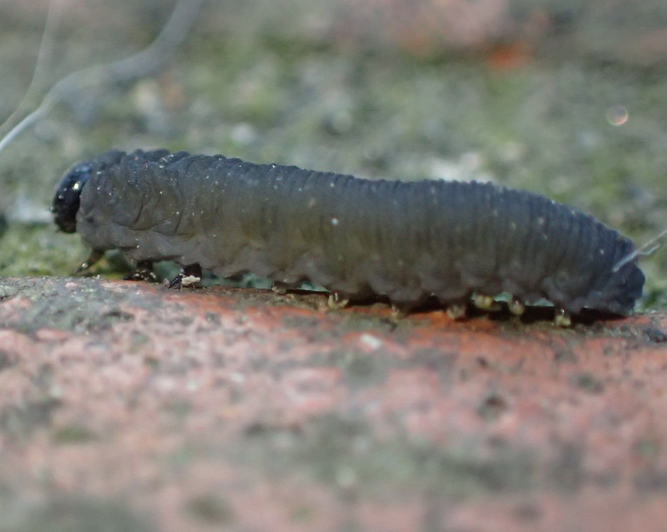 Bruchetti grigi:  larva di Tenthredinidae:  Athalia cornubiae